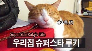 병맛일상 22. 우리집 슈스루; 슈퍼스타 루키 l SSIN