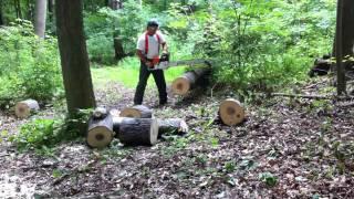 Stihl MS460 vs Maple