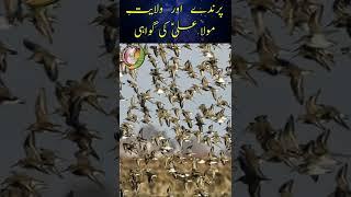 Wilayat e Mola Ali Aur Parinday|Imam Ali|Hazrat Ali Ka Waqia|Mojiza|Youtube Shorts|Ali Ki Ashiq|2023