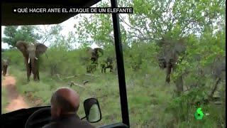 Así evita un experto en safaris un ataque de elefantes