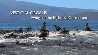 Richard Dawkins: Vestigial Organs: The Wings of the Flightless Cormorant