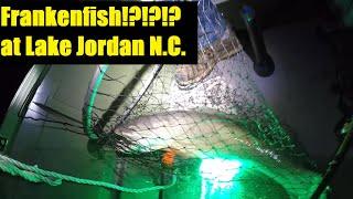 Caught a Frankenfish!!! at Lake Jordan North Carolina.  Night Fishing!