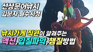 이 영상만 보고 가세요! 문어낚시 초보 액션 입질파악 챔질 채비 방법
