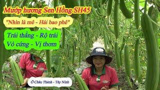 Mướp hương Sen Hồng SH45 - Trái rộ, cứng trái, hương thơm. Trồng mùa mưa - Ở Châu Thành - Tây Ninh