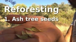 Reforesting - 1. Knowing and harvesting ash tree seeds