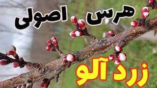 اگر دوست داری زردآلوی پر بار داشته باشی به این روش هرس کنید _ آموزش هرس اصولی درختان