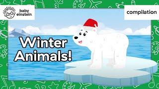 Winter Animals! | Baby Einstein | Learning Show for Toddlers | Kids Cartoons