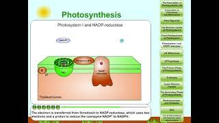 Photosynthesis, part 6: Photosystem I and NADP-redukctase