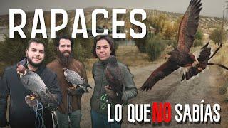 Descubre la CETRERÍA, Aves Rapaces para la caza y la educación ambiental