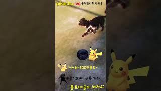 #pokemon #pikachu #dog #shorts #블랙말티푸