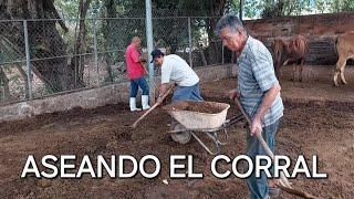 Los corraleros limpiando el corral del ganado lechero.