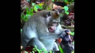 Cute baby Monkey Daily Videos