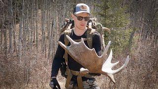 A BLACK BEAR CHASED THE DOGS! | MOOSE AND MULE DEER SHED HUNTING