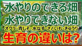 【猛暑の畑】水のある畑　水のない畑　野菜の成育の差はいかほど？