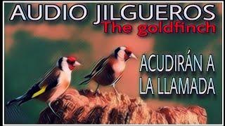 AUDIO JILGUERO RECLAMO THE GOLDFINCH  AUDIO PARA LLAMAR JILGUEROS, ACUDIRÁN COMO LOCOS 100X100