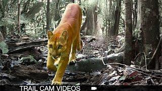 Wildlife Cam Wonderland: Trail Camera Video of Jungle Animals