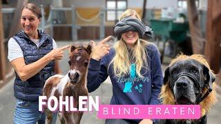 FOHLEN blind ERRATEN   Erkenn ich ALLE ? #challenge