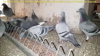 100 Years Kulbacki breeding video in English language FUTUREPIGEONS EVOLUTION OF RACING PIGEONS