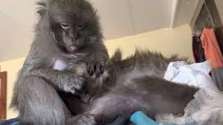 Best ASMR Monkey Grooming Video  2023