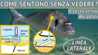 COME SENTONO I PESCI? - Il sesto senso chiamato linea laterale