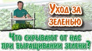 4 правила как вырастить салат, шпинат, петрушку… зимой, и как получить Еду800%+. Башинком