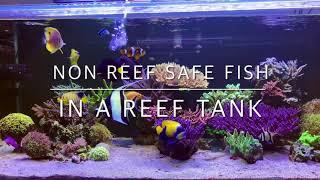 How to: keeping non reef safe fish in a reef tank