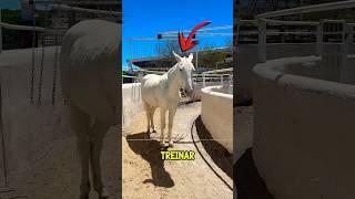 THIS HORSE IS VERY INTELLIGENT! #mayumiquiz #curiosities #horse #interesting