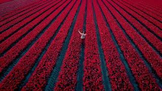 Beautiful Tulip Fields in The Netherlands | Spring 2019