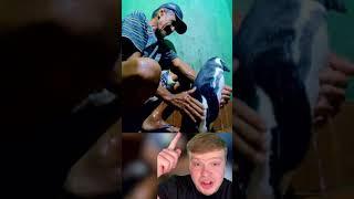 This MAN Became Best FRIENDS With A PENGUIN But Then...