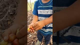 La vida en el campo