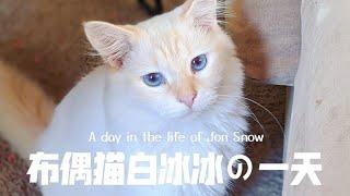 布偶貓白冰冰的一天 | A day in the life of a Ragdoll cat | 妮可 Nicole Hsiao