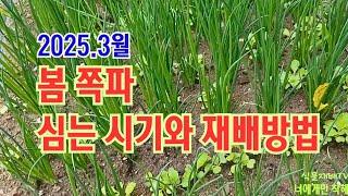 2025년 봄 쪽파 심는 시기와 재배방법//심는시기/밭 만들기와 비료 넣기/종구손질과 소독/심는방법/비닐멀칭과 심는깊이/병충해 방제//