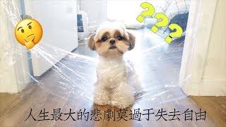 “隐形墙”挑战|西施犬到底经历了什么?!| Shih Tzu Reaction to The Invisible Challenge