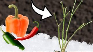 Over-Winter Your Pepper Plants... In Any Climate!