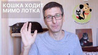 Почему кошка гадит на кровать (постель)? 7 возможных причин