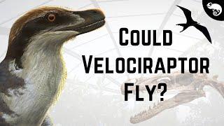 New Evidence Suggests That Velociraptor Could Fly!