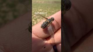 Handling a Hoverfly! 🪰