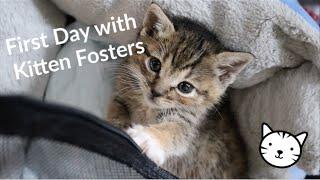 DAY IN THE LIFE OF FOSTER KITTENS!