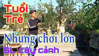 GL cây cảnh bonsai nhiều cây chất VIP 0963 163 223