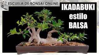 bONSAI in Balsa style "IKADABUKI" June 2025
