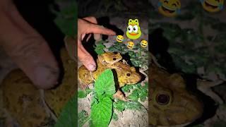 Catching bull frogs funny | catch a frog for fun | funny frogs meme | Tep longheng funny frog