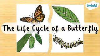 The Butterfly Life Cycle for Kids | Four Stages of the Butterfly Life Cycle | Twinkl USA