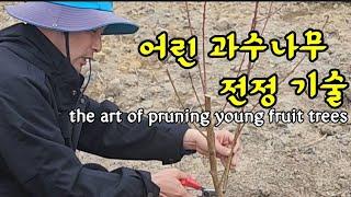 (묘목관리꿀팁)1년ㆍ2년생 과수나무 관리하는 방법       the art of pruning young fruit trees