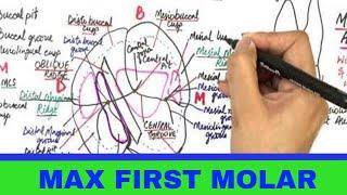 Maxillary Permanent First Molar - Tooth Morphology