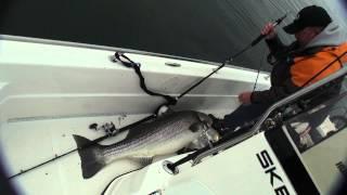 74 pound striped bass! Largest striper ever caught on video!