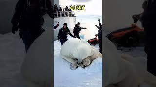 Pregnant Polar Bear give birth a baby | Arctic's Circle