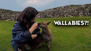 Visiting the best Wallaby Ranch in the US!