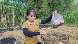 garden expansion: growing cabbage.|life outside freedom