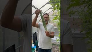 Harvesting Arm Length Bitter Gourd! #kitchengarden #gardening #desifood