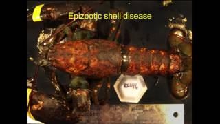 Jeffrey Shields: Shell Disease in the American Lobster